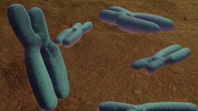 3d Rendered Illustration Of Chromosomes