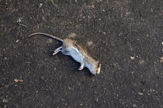 Dead rat. Rodent. The cat caught the mouse.
