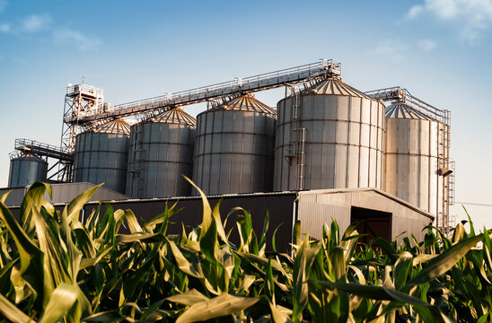 Closeup shot of metallic grain silos, among corn field 