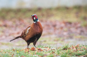 Fototapeta premium Ein männlicher Fasan