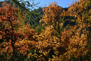 Yellow and orange leaves on trees in autumn