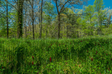 Field of crimson clover in spring