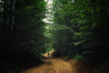 Obraz premium road in the woods