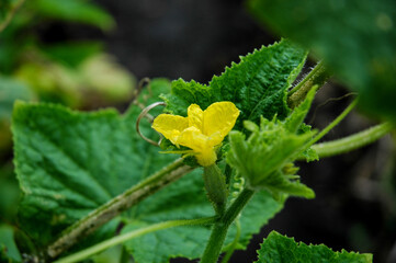 a small cucumber and a yellow flower on a background of green leaves