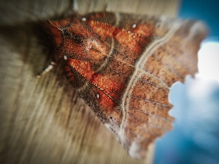 moth resting inside in daylight