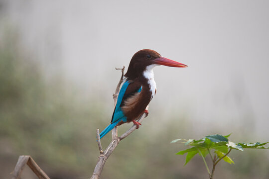 White-throated kingfisher perched on a tree branch