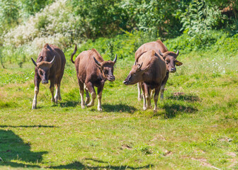 Fototapeta premium Gaur in Indian - Bos gaurus - a group of four pieces standing in a large meadow