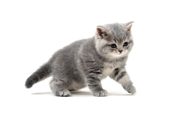 British shorthair cat on a white background