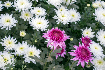 Fototapeta premium image of colourful chrysanthemum flowers at rural west bengal