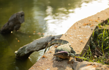 Monitor lizard (Varanus salvator) basking in the sun near a pond in public Lumpini Park in Bangkok. Thailand.