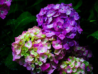 【神奈川】鎌倉 長谷寺の紫陽花