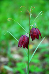 variegated spring flower hazel grouse (Fritillaria), on a green background