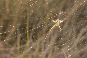 araña tigre (argiope lobata)