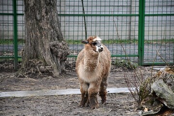 Beautiful animals kept in captivity