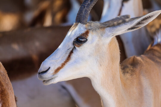 Close Up Profile Of Springbok Head In Etosha National Park