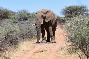 Big African Elephant - Namibia, Africa