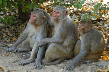 Fototapeta na wymiar Grupo de monos en un parque público de Jodhpur en India