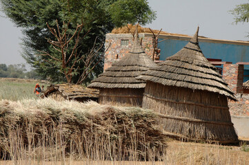 Escena rural en la región de Rajastán, India