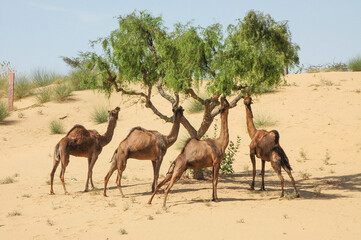 Naklejka na ściany i meble Grupo de camellos comiendo hojas de una acacia en el desierto de Rajastán, India