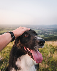 Closeup shot of man holding border collie with tongue out