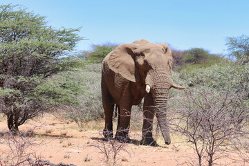 Fototapeta premium Big African Elephant - Namibia, Africa