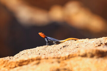 common agama, red-headed rock agama, (Agama agama) - Namibia, Africa