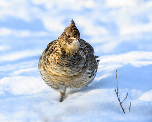  Ruffed Grouse Standing on Snow in Winter, Closeup Portrait