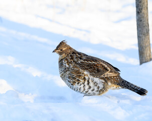  Ruffed Grouse Standing on Snow in Winter, Closeup Portrait