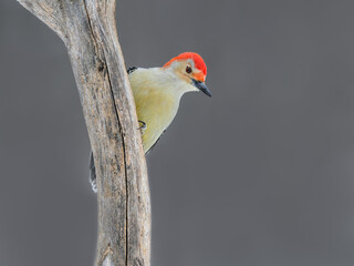  Red-bellied Woodpecker Perched on Dead Tree Branch in Winter on Gray Background