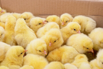 Little chickens in a box.