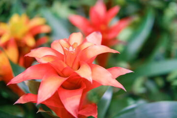 Fototapeta premium Red bromelia flower, copy space for text. Bromelia is a genus of plants in the Bromeliaceae family that includes about 50 species native to tropical areas of the Americas.