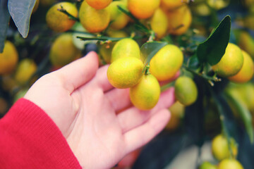 Limequat is a plant from the genus Citrus of the Rutaceae family, which is a hybrid of lime and kumquat