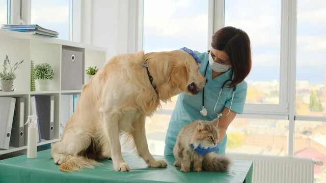 Veterinarian palming golden retriever dog and fluffy cat during appointment in clinic