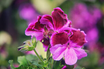 Pelargonium grandiflora violet, a genus of plants in the Geraniaceae family.