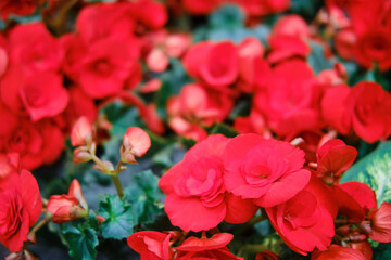 Begonia is a genus of perennial flowering plants in the family Begoniaceae. The genus contains more than 1800 different plant species