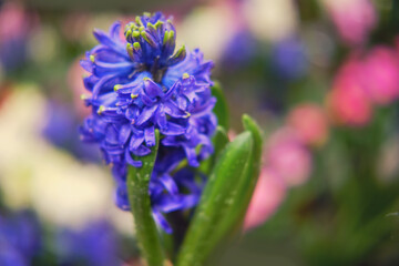 Blue hyacinth flower with dew drops, copy space for text. Buying houseplants and flowers for home gardening.