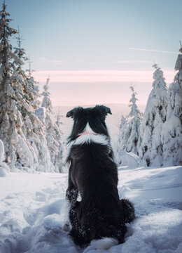 Rear view of border collie sitting in snow during winter