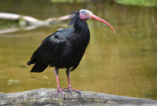 Waldrapp am Wasser