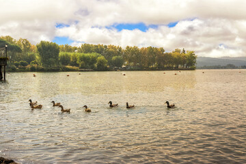 Obraz na płótnie Canvas ducks on the lake of Bolsena (Italy)