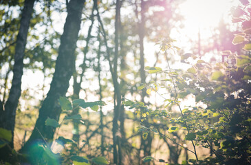 Bright sunlight on a summers day in a forest shining throught the leaves of the trees