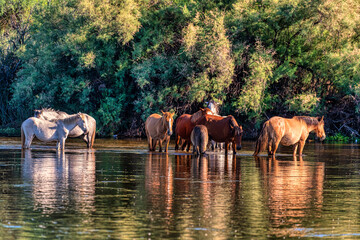Salt River Wild Horses