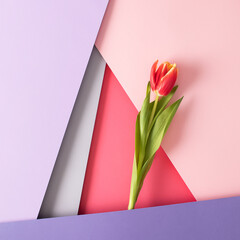 Colorful tulip flower between background papers. Paastel pink, purple and red wallpaper on five levels. Minimal fashion and love concept.