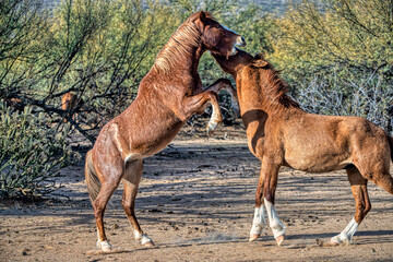 Salt River Wild Horses