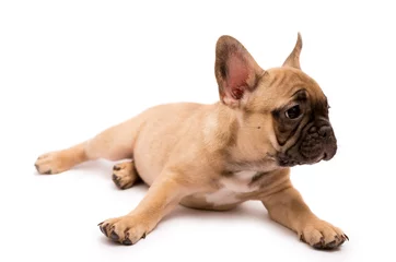 Foto op Plexiglas Franse Bulldog-puppy. Schattige kleine pup. © Hanna Aibetova
