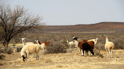 A landscape photo of Alpacas in a  field in the Karoo. Popular as flock guards, keeping sheep together so that predators cannot easily attack them.They are extremely alert and have a loud alarm call