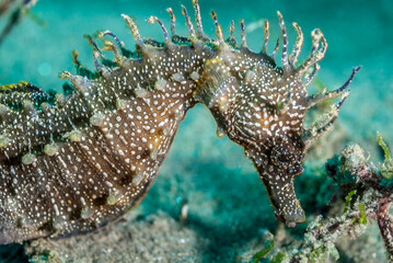 Caballito de Mar, Hippocampus ramulosus.