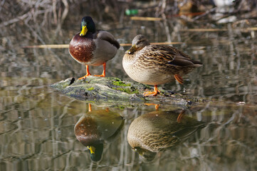 Water level and duck mirroring.