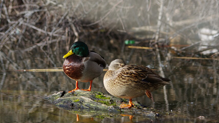 A pair of ducks by the water.