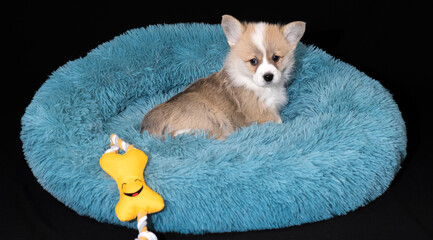Corgi-Welpe, 6 Wochen alt, in rot-weiss, liegt in einem kuscheligen Hundebettchen