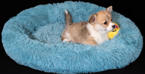 Corgi-Welpe, 6 Wochen alt, in rot-weiss, liegt in einem kuscheligen Hundebettchen